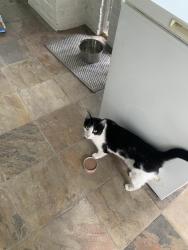 Found/Stray Unknown Cat last seen Alon’s Bakery in VH, Atlanta, GA 30306