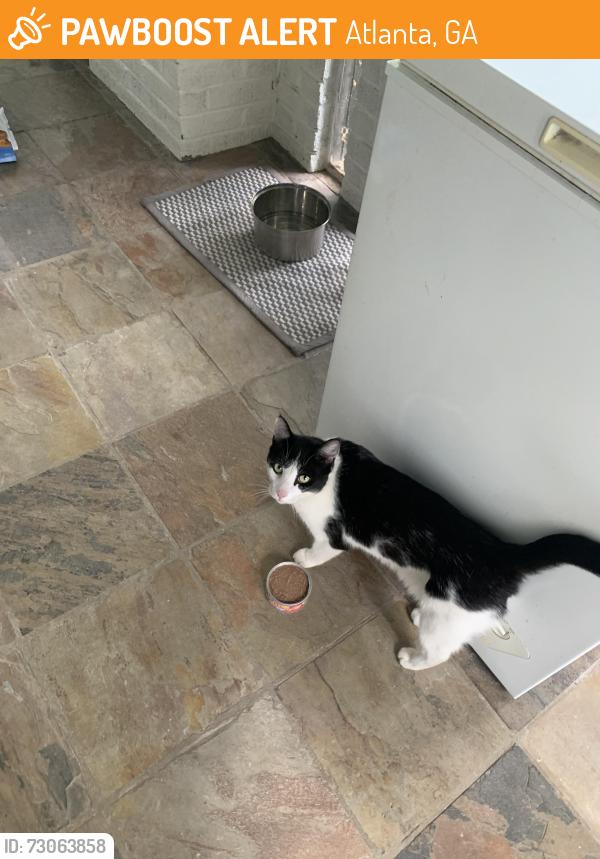 Found/Stray Unknown Cat last seen Alon’s Bakery in VH, Atlanta, GA 30306