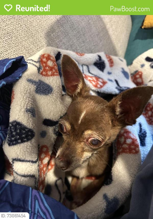 Reunited Male Dog last seen West Hamilton Avenue and Tenafly Road, Englewood, NJ 07631