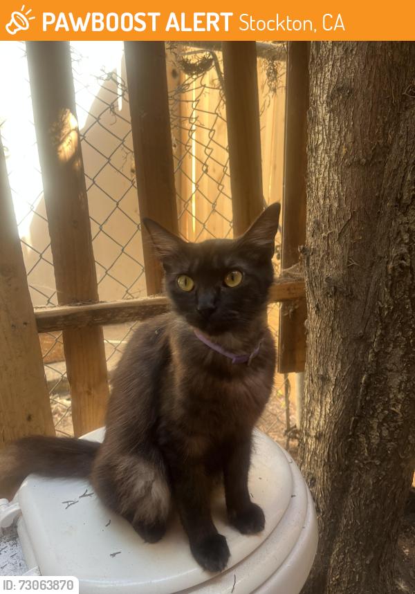 Found/Stray Female Cat last seen ralph street, Stockton, CA 95202