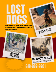 Lost Female Dog last seen Auto park/ main otay regional park, Chula Vista, CA 91911