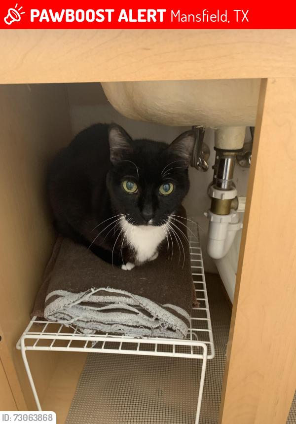 Lost Male Cat last seen Hillary Trail & Elliott Avenue, Mansfield, TX 76063