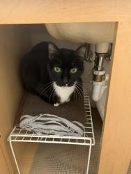 Lost Male Cat last seen Hillary Trail & Elliott Avenue, Mansfield, TX 76063