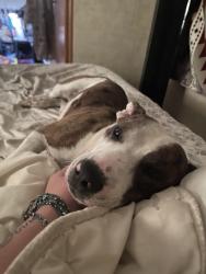 Reunited Male Dog last seen Escaped from the yard due to fire works , Crystal River, FL 34428