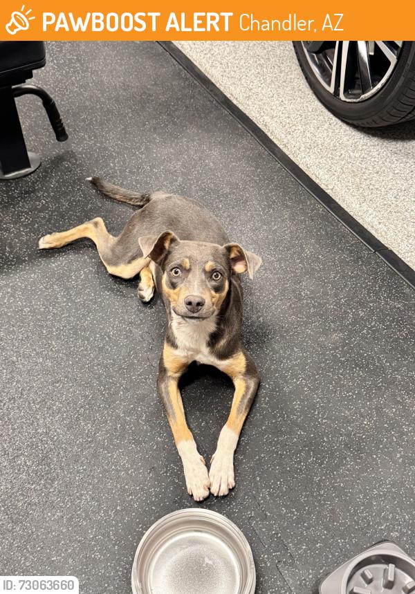 Found/Stray Male Dog last seen Dobson Place/Gilbert and Chandler Blvd, Chandler, AZ 85224