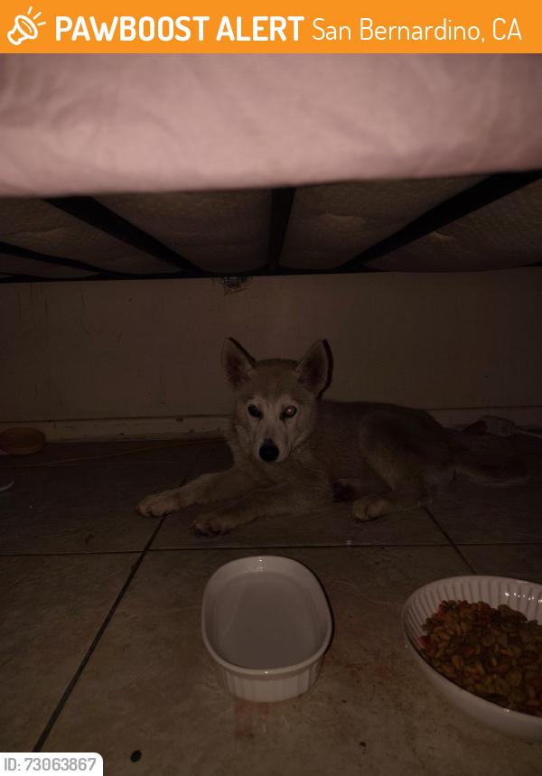 Found/Stray Female Dog last seen Highland & del Rosa stater bros parking lot, San Bernardino, CA 92404
