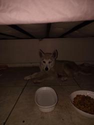 Found/Stray Female Dog last seen Highland & del Rosa stater bros parking lot, San Bernardino, CA 92404