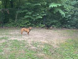 Found/Stray Male Dog last seen Little Murray, Carlton Petty & Weber Rds., Crandall, GA 30711