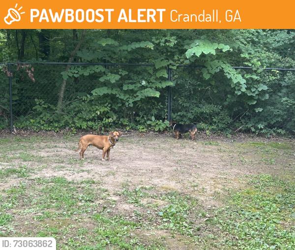 Found/Stray Male Dog last seen Little Murray, Carlton Petty & Weber Rds., Crandall, GA 30711