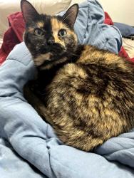 Lost Female Cat last seen 2nd st and 5th ave/walsingham, Indian Rocks Beach, FL 33785