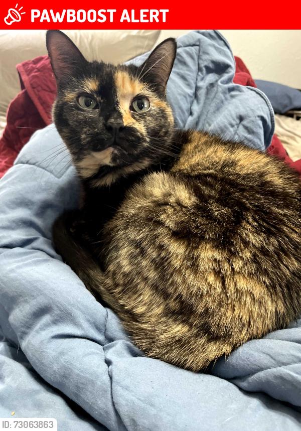 Lost Female Cat last seen 2nd st and 5th ave/walsingham, Indian Rocks Beach, FL 33785
