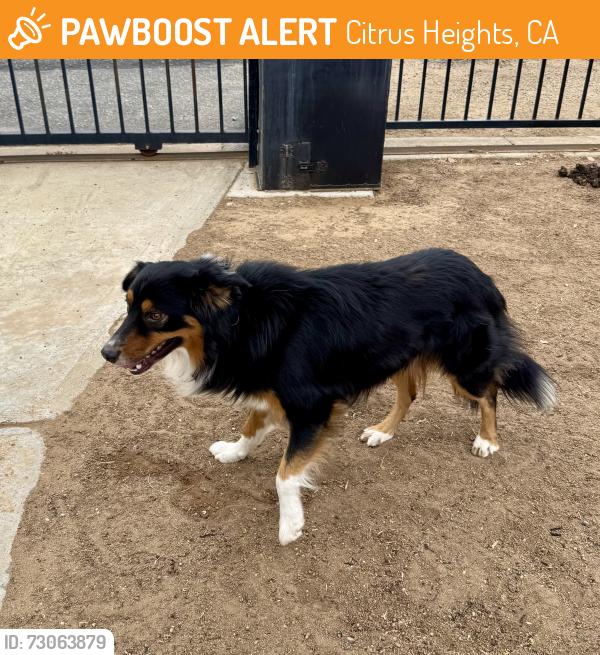 Found/Stray Male Dog last seen Citrus Heights/Van Buren, Citrus Heights, CA 95621