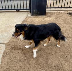 Found/Stray Male Dog last seen Citrus Heights/Van Buren, Citrus Heights, CA 95621