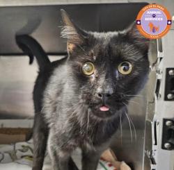 Lost Male Cat last seen Redd, El Paso, TX 79912