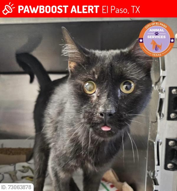 Lost Male Cat last seen Redd, El Paso, TX 79912