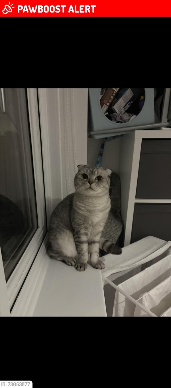 Lost Female Cat last seen Park mead, Greater London, England 