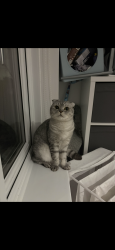 Lost Female Cat last seen Park mead, Greater London, England 