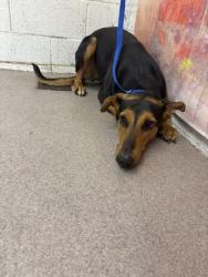 Shelter Stray Female Dog last seen Near BLOCK MADISON, 333 Chandler Pl, San Bernardino, CA 92408, USA