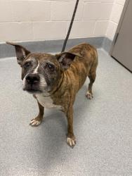 Shelter Stray Female Dog last seen Near, 2600 S Harding St, Indianapolis, IN 46221, USA