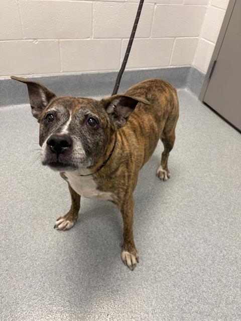 Shelter Stray Female Dog last seen Near, 2600 S Harding St, Indianapolis, IN 46221, USA
