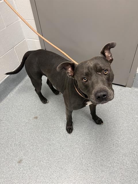 Shelter Stray Male Dog last seen Near, 2600 S Harding St, Indianapolis, IN 46221, USA