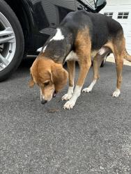 Found/Stray Male Dog last seen Auburn mill and Woodstock, Glen Allen, VA 23059