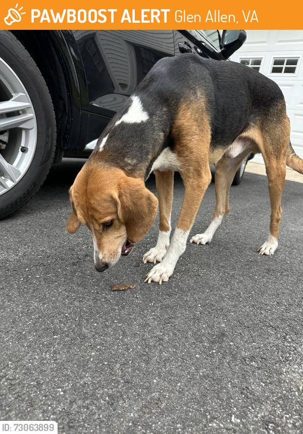 Found/Stray Male Dog last seen Auburn mill and Woodstock, Glen Allen, VA 23059