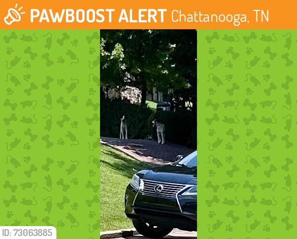 Found/Stray Unknown Dog last seen S Crest & S Seminole, Chattanooga, TN 37407