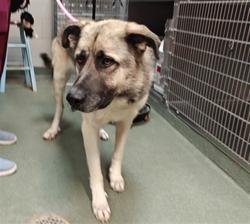 Shelter Stray Male Dog last seen 84/285 / NM 503 SANTA FE NM 87506, 100 Caja Del Rio Rd, Santa Fe, NM 87507, USA