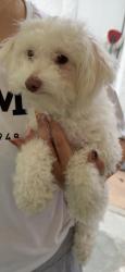 Lost Female Dog last seen Harvest moon, La Puente, CA 91744