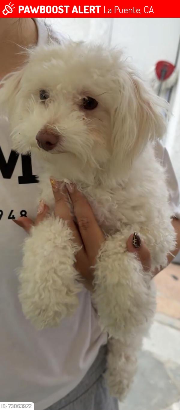 Lost Female Dog last seen Harvest moon, La Puente, CA 91744