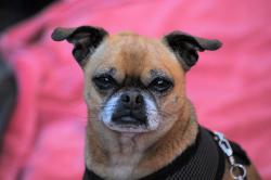 Lost Male Dog last seen Hillcrest Blvd and Grevillea Ave., Inglewood, CA, Inglewood, CA 90301
