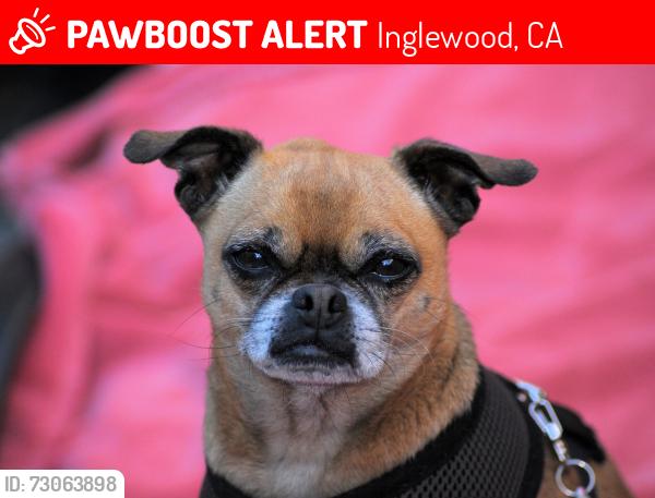 Lost Male Dog last seen Hillcrest Blvd and Grevillea Ave., Inglewood, CA, Inglewood, CA 90301