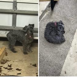 Lost Female Dog last seen Shale dr Eastpoint subdivision, Baytown, TX 77521