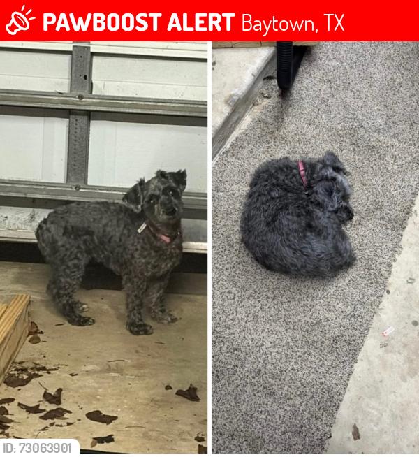 Lost Female Dog last seen Shale dr Eastpoint subdivision, Baytown, TX 77521