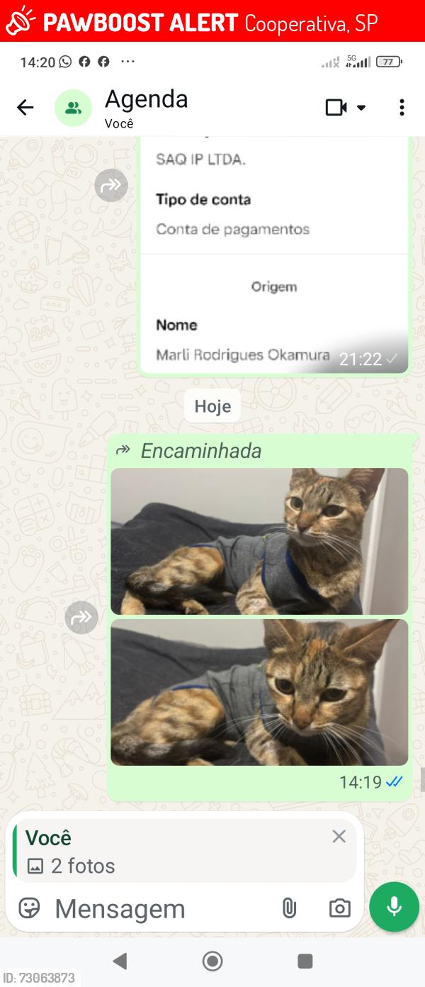 Lost Female Cat last seen Rua João XXIII, Cooperativa, SP 09765