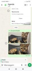 Lost Female Cat last seen Rua João XXIII, Cooperativa, SP 09765