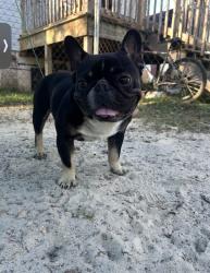 Reunited Male Dog last seen West ave , Cedartown, GA 30125