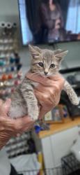 Found/Stray Female Cat last seen Smith avenue and langley. St, Fort Worth, TX 76140