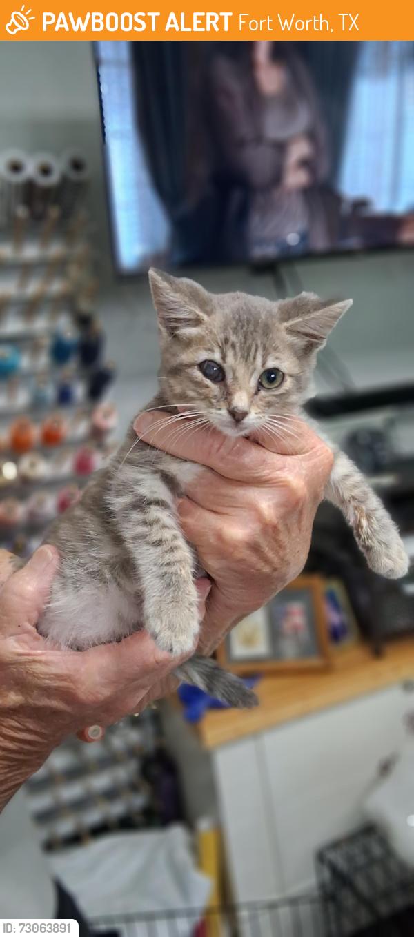Found/Stray Female Cat last seen Smith avenue and langley. St, Fort Worth, TX 76140