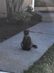 Found/Stray Female Cat last seen university plaza waterfront hotel, Stockton, CA 95202