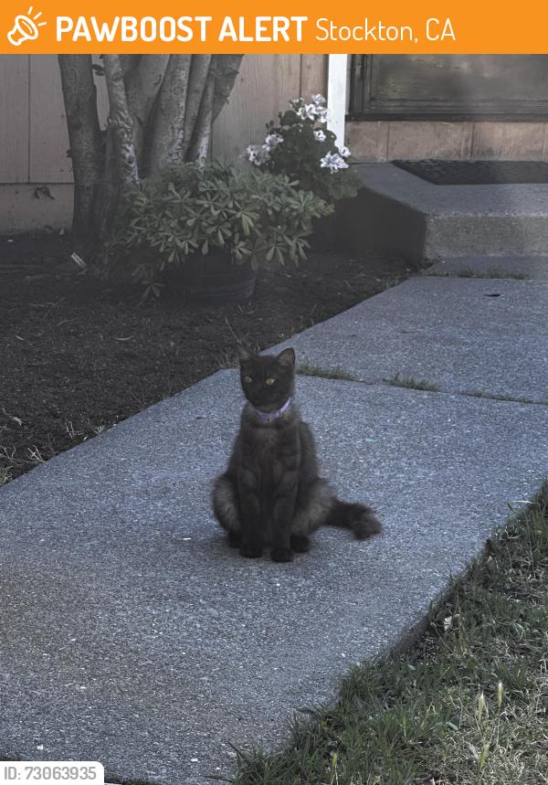 Found/Stray Female Cat last seen university plaza waterfront hotel, Stockton, CA 95202