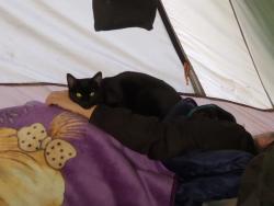 Lost Male Cat last seen Near Dallas water utilities and five points at Lake Highlands, Dallas, TX 75238
