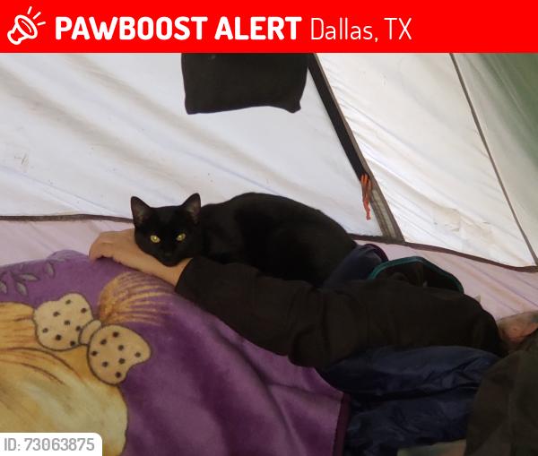 Lost Male Cat last seen Near Dallas water utilities and five points at Lake Highlands, Dallas, TX 75238