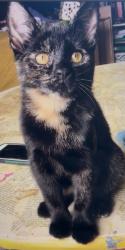 Reunited Female Cat last seen Streatham Hill Station , Greater London, England SW16 1AR