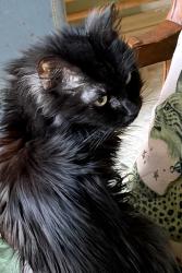 Lost Female Cat last seen Maple ave montvale, Westwood, NJ 07675