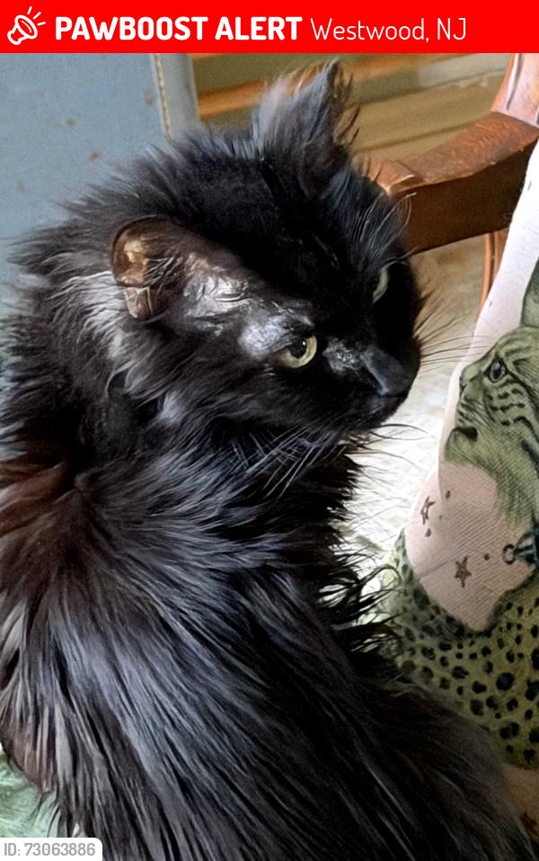 Lost Female Cat last seen Maple ave montvale, Westwood, NJ 07675