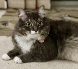 Lost Male Cat last seen Brassie Pl and clbh Road, Montgomery Village, MD 20886