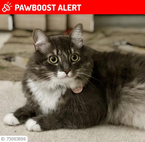 Lost Male Cat last seen Brassie Pl and clbh Road, Montgomery Village, MD 20886