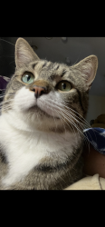Lost Male Cat last seen POW-MIA highway, Jacksonville, FL 32221